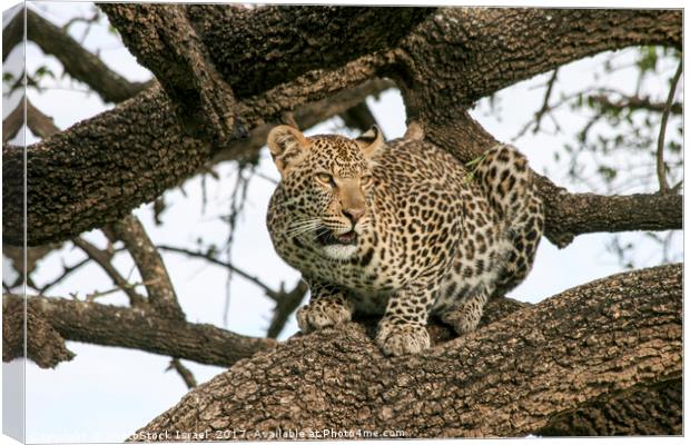 leopard (Panthera pardus) on a tree.  Canvas Print by PhotoStock Israel