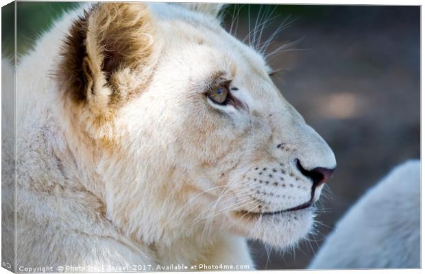 White lion cubs  Canvas Print by PhotoStock Israel