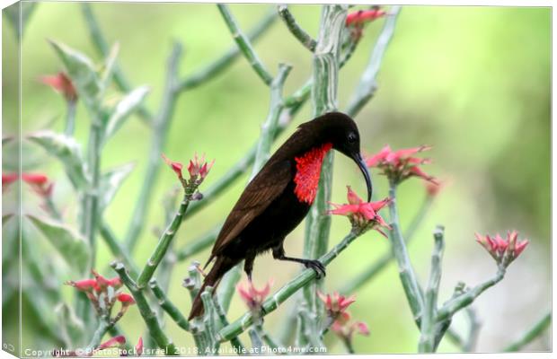 sunbird, Lake Manyara National Park Canvas Print by PhotoStock Israel