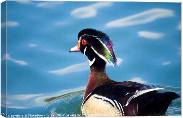 male wood duck in a pond Canvas Print by PhotoStock Israel