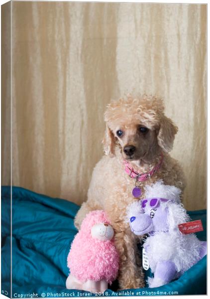 Apricot Miniature Poodle  Canvas Print by PhotoStock Israel