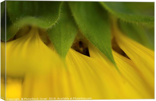 Close up of a yellow sunflower Canvas Print by PhotoStock Israel