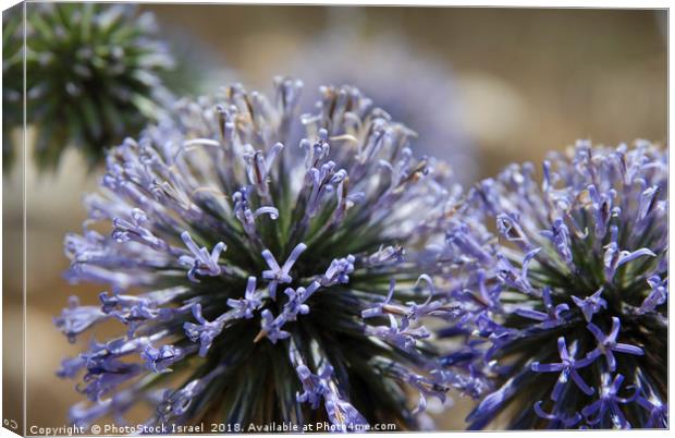 Allium ampeloprasum Canvas Print by PhotoStock Israel