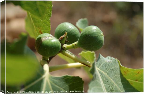 Fig fruit and leaf Canvas Print by PhotoStock Israel