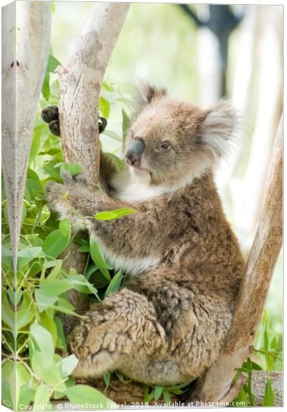 Female Koala in an Eucalyptus tree Canvas Print by PhotoStock Israel