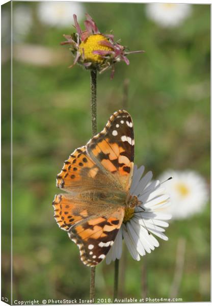  Painted Lady Vanessa cardui Canvas Print by PhotoStock Israel