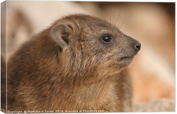 Rock Hyrax, (Procavia capensis) Canvas Print by PhotoStock Israel