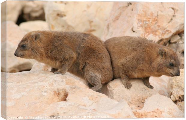 Rock Hyrax, (Procavia capensis) Canvas Print by PhotoStock Israel