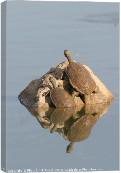 Striped-neck terrapin (Mauremys caspica) Canvas Print by PhotoStock Israel