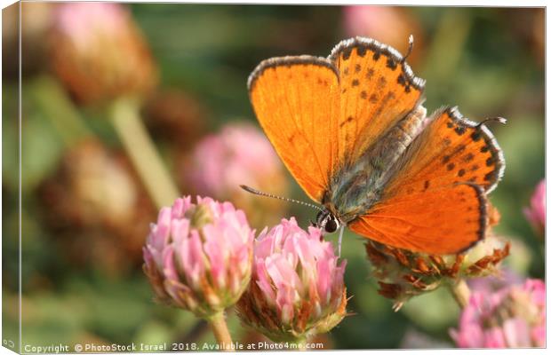 Lesser Fiery Copper (Lycaena thersamon) Canvas Print by PhotoStock Israel