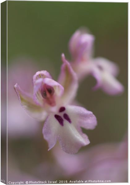 Orchis israelitica Canvas Print by PhotoStock Israel