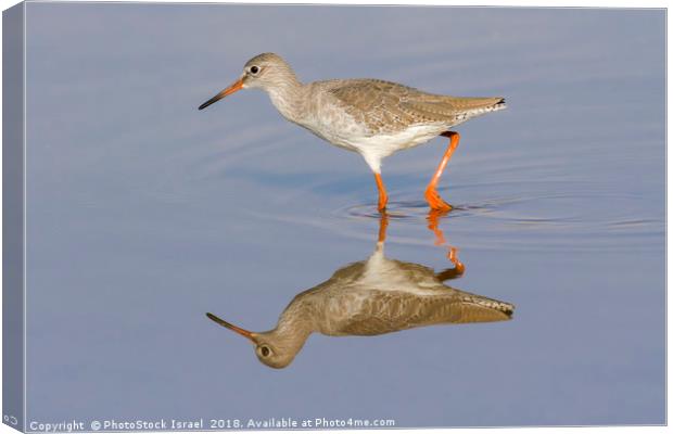 Common Redshank (Tringa totanus),  Canvas Print by PhotoStock Israel