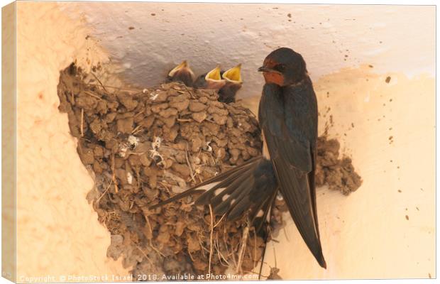 Young Barn Swallow Canvas Print by PhotoStock Israel