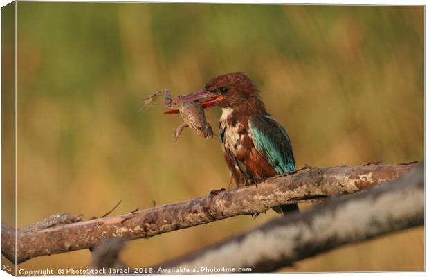 White-throated Kingfisher, Halcyon smyrnensis Canvas Print by PhotoStock Israel