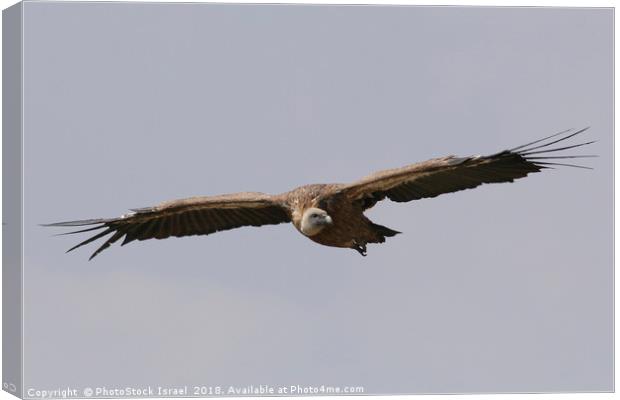 Griffon Vulture, (Gyps fulvus) in flight Canvas Print by PhotoStock Israel