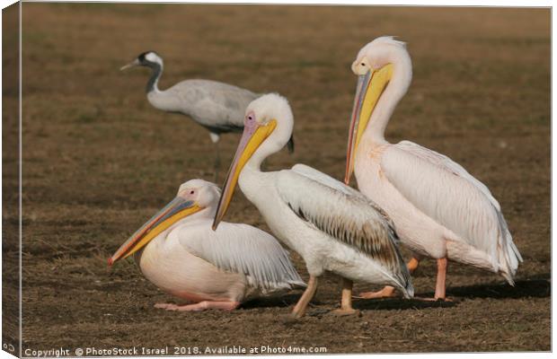 three Pelicans  Canvas Print by PhotoStock Israel