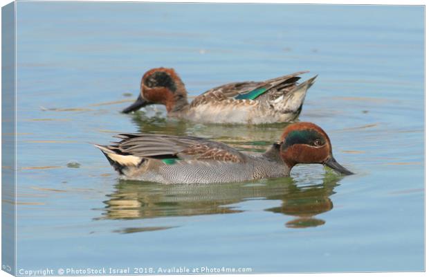 male Common Teal (Anas crecca) Canvas Print by PhotoStock Israel