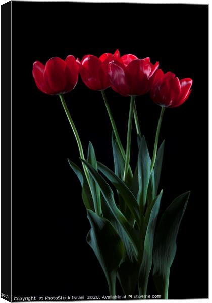 vibrant red tulips on black  Canvas Print by PhotoStock Israel