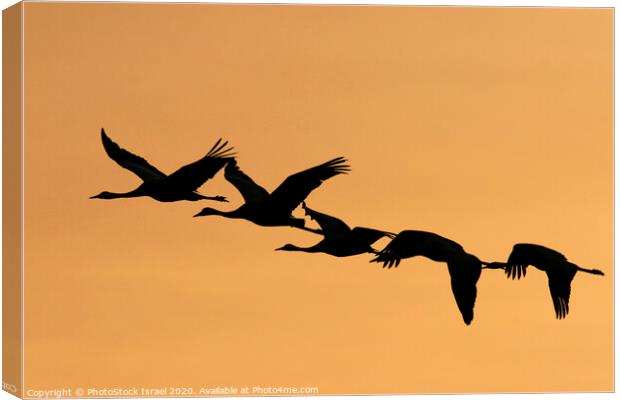 Grey Cranes Grus grus Canvas Print by PhotoStock Israel