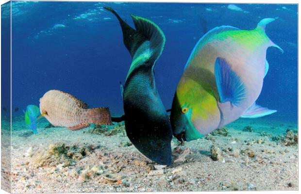 humphead wrasse and Rusty parrotfish Canvas Print by PhotoStock Israel