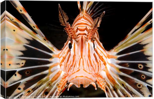 radial Lionfish Pterois radiata Canvas Print by PhotoStock Israel