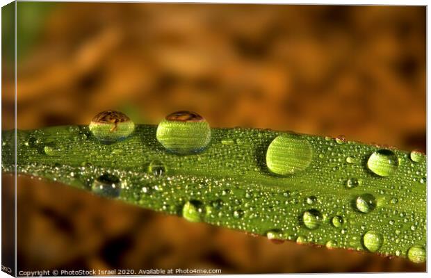 Water droplet on a leaf Canvas Print by PhotoStock Israel