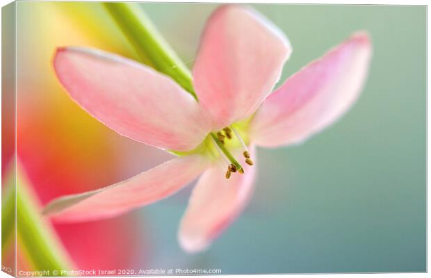 Close up of a pink flower Canvas Print by PhotoStock Israel