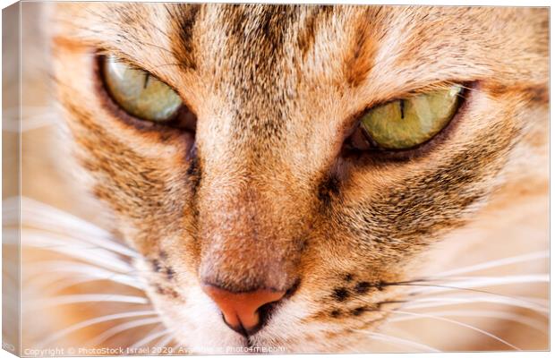 Close up of the face of a ginger cat Canvas Print by PhotoStock Israel