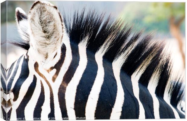Close up of a Zebra Canvas Print by PhotoStock Israel