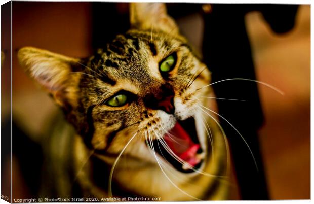 Close up of a cat Canvas Print by PhotoStock Israel