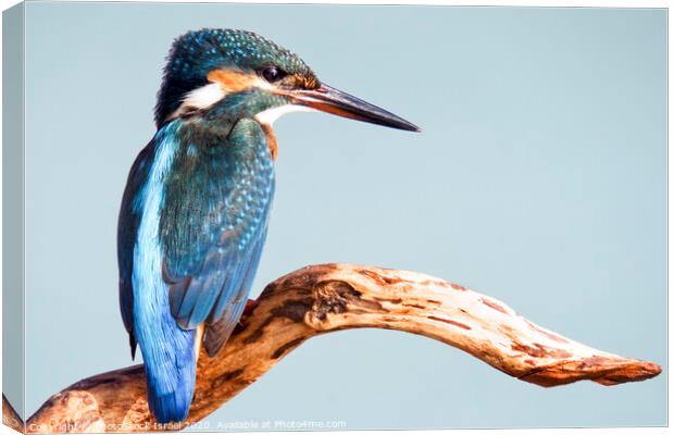 Common Kingfisher Canvas Print by PhotoStock Israel