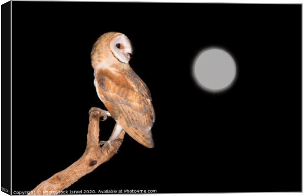 Barn Owl (Tyto alba) Canvas Print by PhotoStock Israel