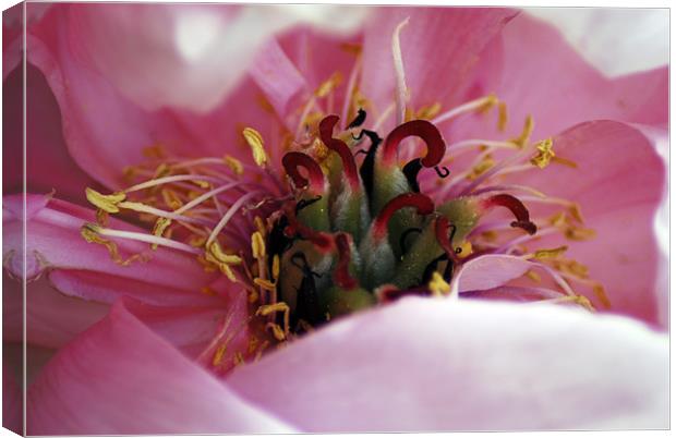 Peony Canvas Print by Rob Toombs