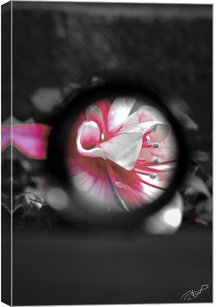 A view to a Fuchsia Canvas Print by Rob Toombs