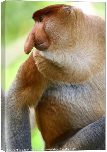 A close up of a male proboscis monkey in Borneo Canvas Print by Gabor Pozsgai