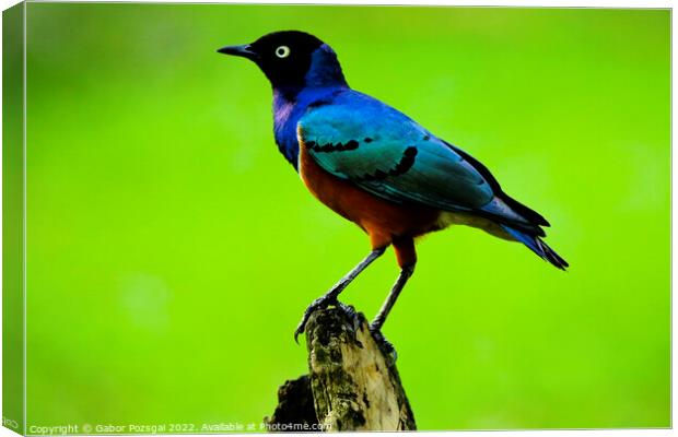 Superb starling (Lamprotornis superbus) in Malaysia Canvas Print by Gabor Pozsgai