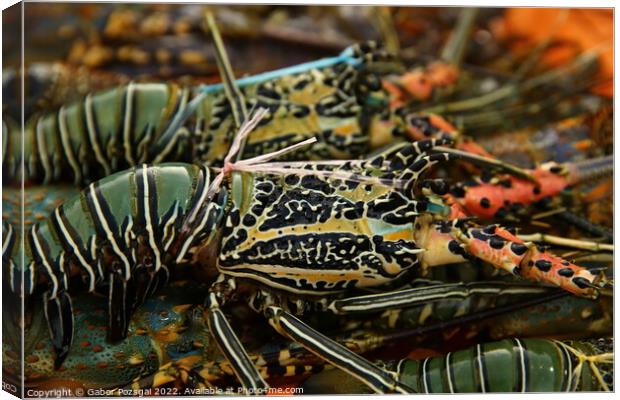 Abstract of colourful lobsters Canvas Print by Gabor Pozsgai