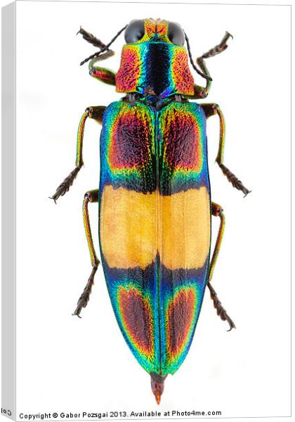Chrysochroa fulgens jewel Beetle Canvas Print by Gabor Pozsgai