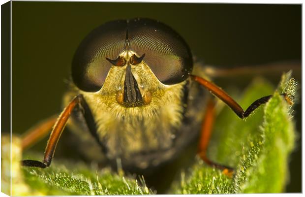 Eye to eye Canvas Print by Gabor Pozsgai