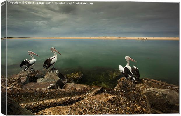 Australian pelicans sunbathing Canvas Print by Gabor Pozsgai