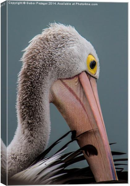 Australian pelican portrait Canvas Print by Gabor Pozsgai