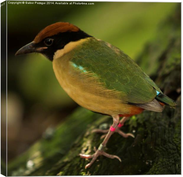 Noisy pitta (Pitta versicolor) Canvas Print by Gabor Pozsgai