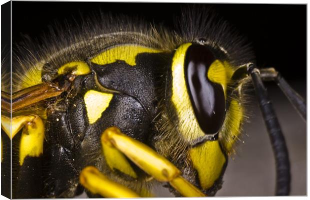Common wasp close-up Canvas Print by Gabor Pozsgai