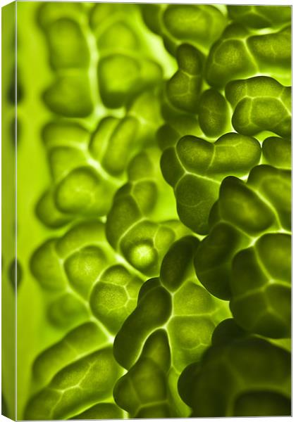 Close-up of a backlit savoy cabbage Canvas Print by Gabor Pozsgai