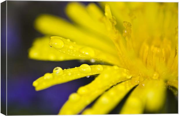 Yellow dandelion flower with waterdrops Canvas Print by Gabor Pozsgai
