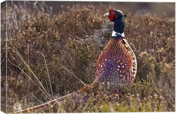 Pheasant watching between heather in Scottish Upla Canvas Print by Gabor Pozsgai