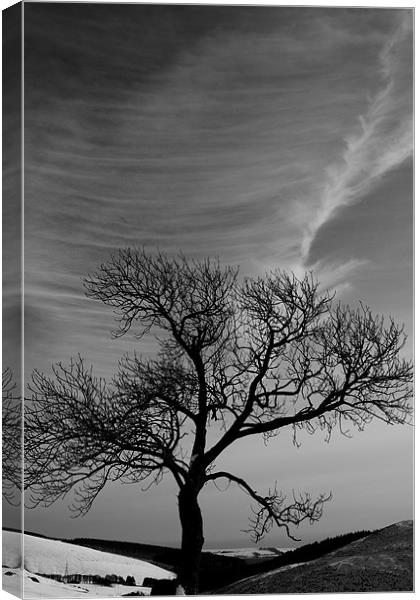 Lonely tree under great sky Canvas Print by Gabor Pozsgai