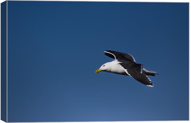 Great Black-backed Gull (Larus marinus) in flight Canvas Print by Gabor Pozsgai