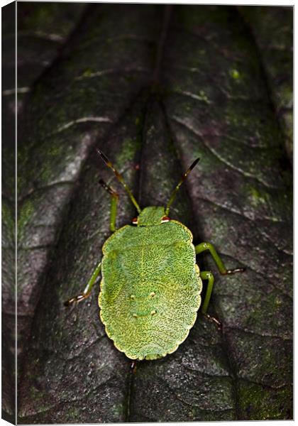 Green Shield Bug (Palomena prasina) Canvas Print by Gabor Pozsgai