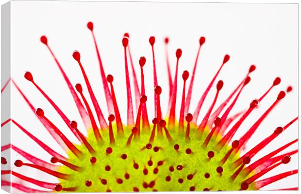 Round-leaved sundew Drosera rotundifolia Canvas Print by Gabor Pozsgai